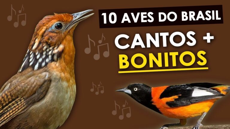 Nomes e Fotos de Pássaros: Um Guia Completo