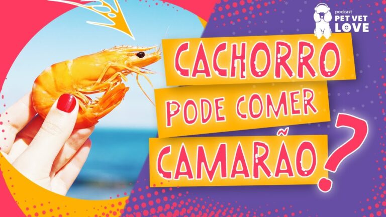Cães e Camarão: É Seguro para Eles?
