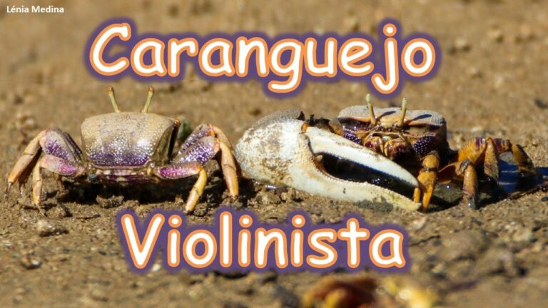 Tipos de Caranguejo em Portugal: Um Guia Completo