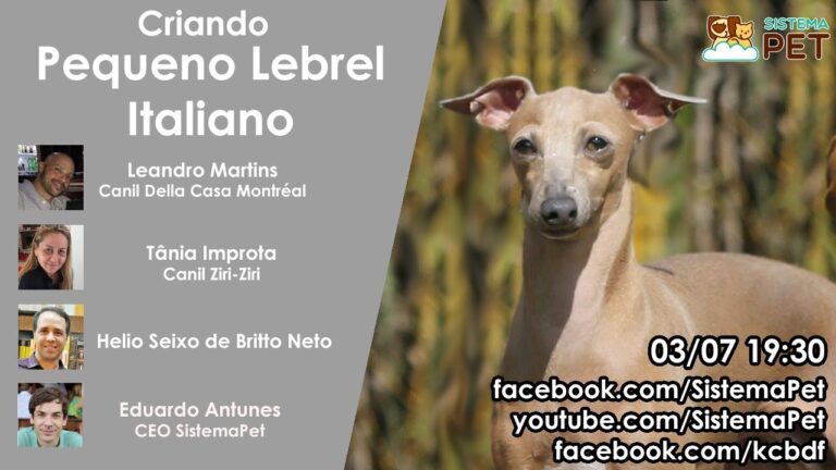 Preço do Galgo Italiano em Portugal: O Que Saber