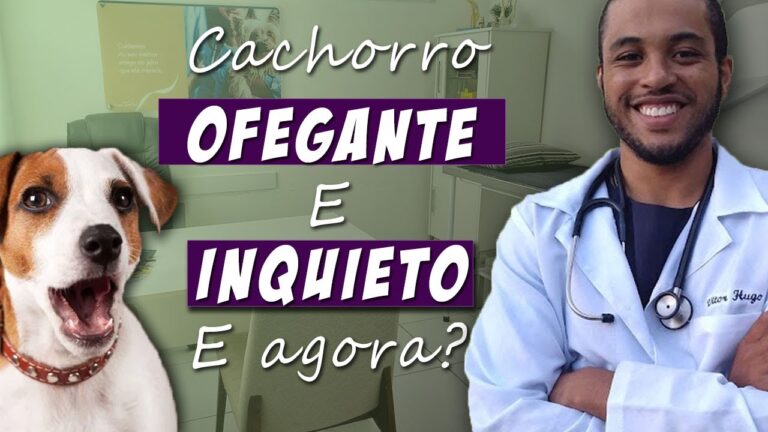 Causas e Cuidados para Cachorros com Respiração Ofegante