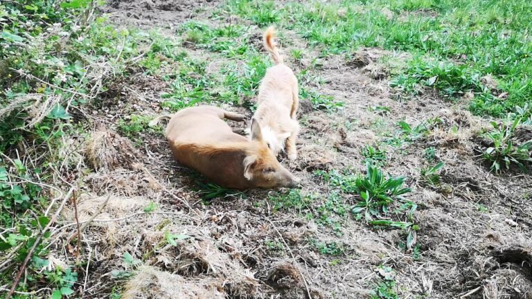 Características e Cuidados do Podengo Anão