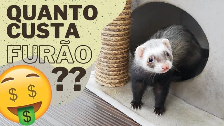 Furão: Preços e Cuidados em Portugal
