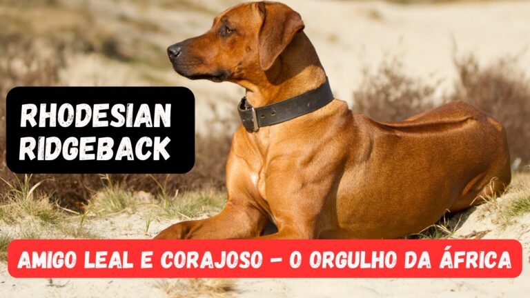 Preço do Leão da Rodésia em Portugal