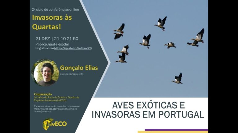 Aves à Venda em Portugal: Guia Completo para Compradores