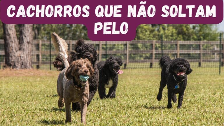 Raças de Cães com Pelo: Guia Completo