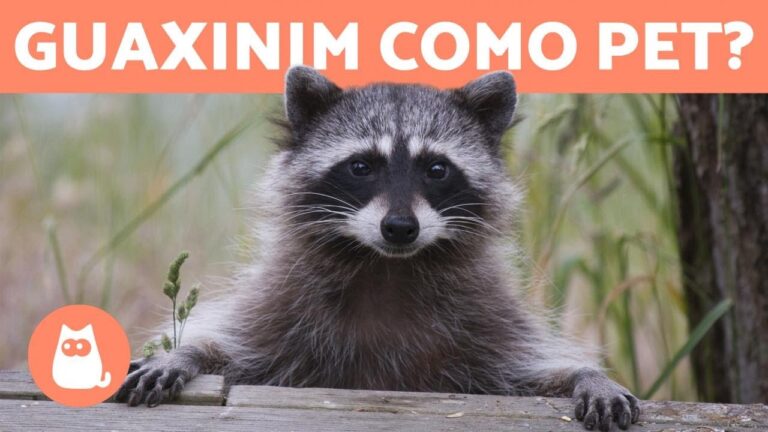 Guia Completo para Comprar Guaxinim em Portugal