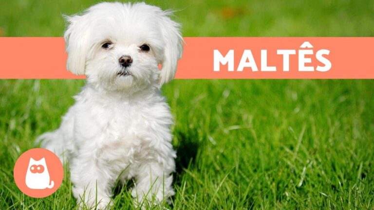 A Inteligência Brilhante do Maltês: Descubra Sua Personalidade