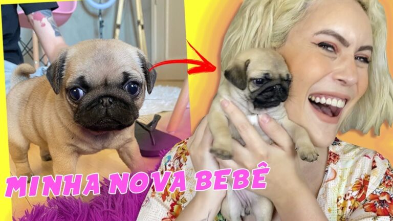 Pug Bebê: Encontre Seu Companheiro Para Adoção